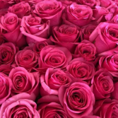 Owners' Favourite a Dozen Pink Floyd Roses Cut bouquet or arranged in a vase 