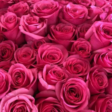 Dozen Showstopper Pink Floyd Roses Cut bouquet or arranged in a vase in Toronto, ON | THE NEW LEAF FLOWERS & GIFTS Dozen Showstopper Pink Floyd Roses Cut bouquet or arranged in a vase in Toronto, ON | THE NEW LEAF FLOWERS & GIFTS