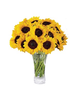 Dozen Sunflowers Floral arrangement 