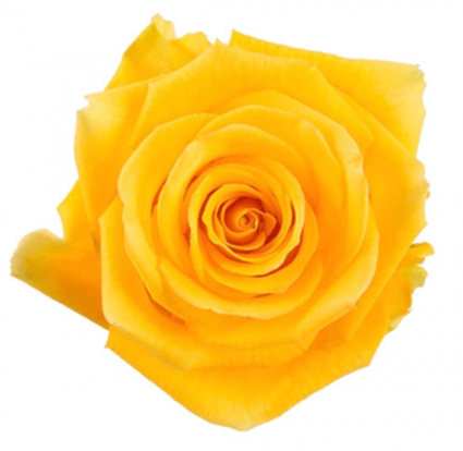 Dozen Yellow Roses Arrangement 