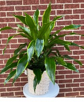 Dracaena Art 