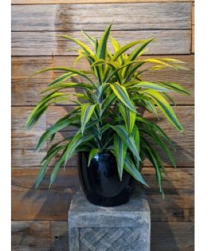 Dracaena Art Plant