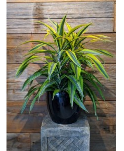 Dracaena Art Plant