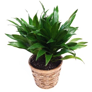 Dracaena Basket Plant