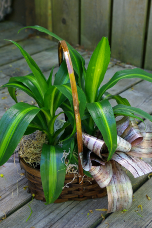 Dracaena Duo Tropical houseplants
