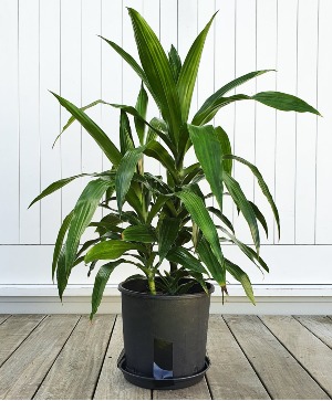 Dracaena House Plant House Plant