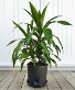 Dracaena House Plant House Plant