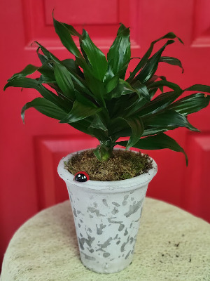 Dracaena in clay pot Green Plant