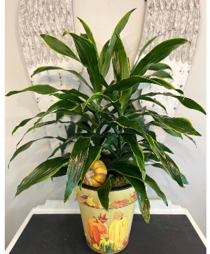 Dracaena in Fall Custom, Plant, Premium