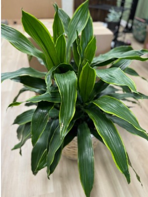 Dracaena Janet Craig 10"