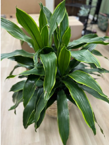 Dracaena Janet Craig 10