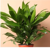 Dracaena Janet Craig` Green Plant