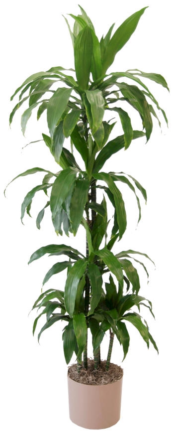 Dracaena Janet Craig 'Lisa' Houseplant in Longview, WA - BANDA'S BOUQUETS