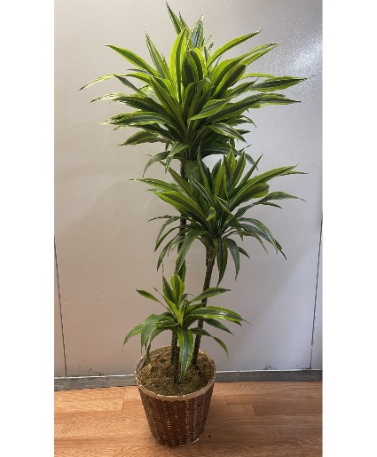 Dracaena lemon lime cane Plant