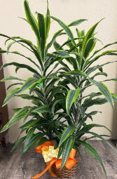 Dracaena Lemon Lime Green Plant