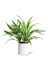 Dracaena Lemon Lime Plant Plant