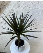 DRACAENA MAGENTA 4-inch 