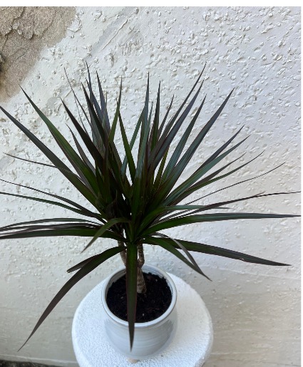 DRACAENA MAGENTA 4-inch 