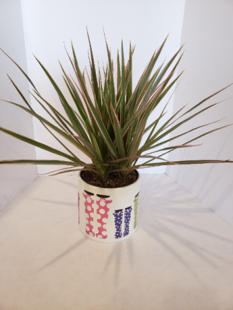 Dracaena Marginata in ceramic pot Plant