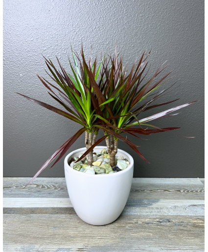 Dracaena Marginata Plant