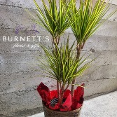 Dracaena Marginata Plant