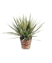 Dracaena Marginata Plant Arrangement