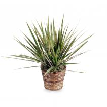 Dracaena Marginata Plant Basket