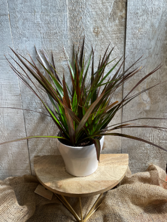 Dracaena Marginata Plant in Ceramic pot