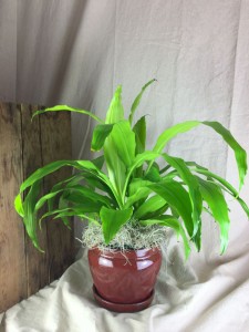 Dracaena Plant THREE OPTIONS Plant