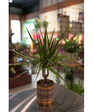 Dracaena - Red Margin Mini Planter  in South Milwaukee, WI | PARKWAY FLORAL INC.
