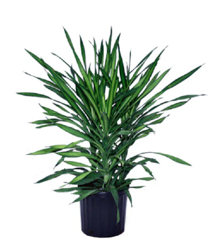 Dracaena Rikki Live Plant