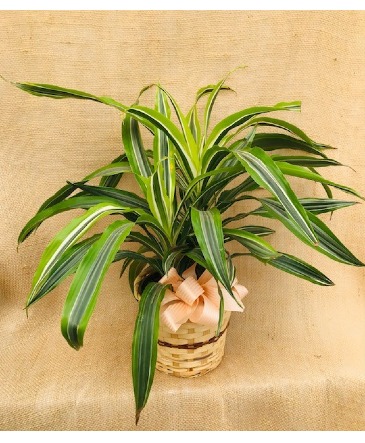 Dracena Corn Cane Green House Plant in Coleman, WI | COLEMAN FLORAL & GREENHOUSES