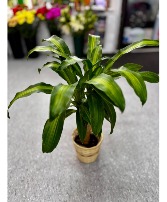 Dracena Corn Plant  Plant 