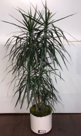 Dracena Green Plant