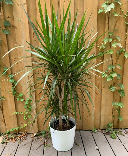 Dracena Marginata  10 inch diameter plant