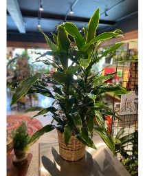 Dracena Art Indoor Green Plant