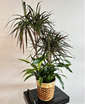 Dragon Tree/Corn Plant Combo 