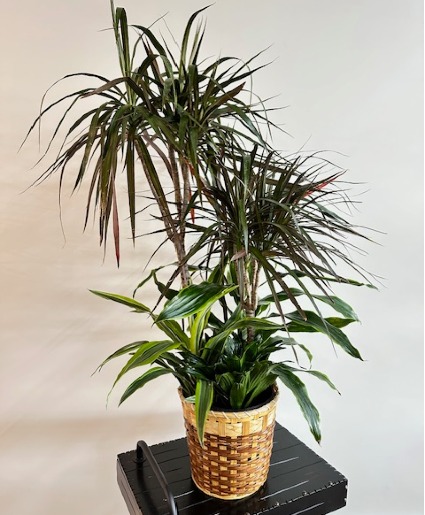 Dragon Tree/Corn Plant Combo 