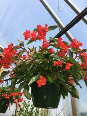 Dragon Wing Begonia  Shade- Greenhouse