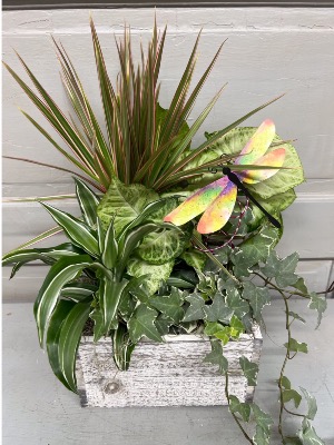 Dragonfly Dish Garden  