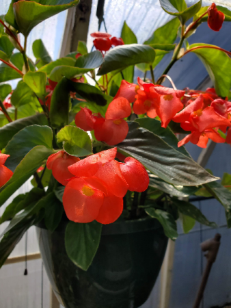 Dragonwing Begonia 10