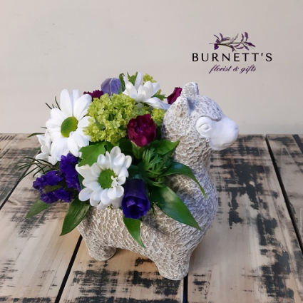 Drama Llama Arrangement