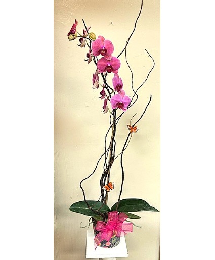 Dramatic Pink Orchid Plant 