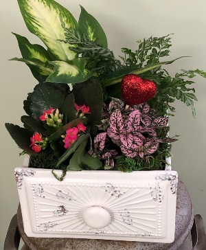 Drawerful of love Plants