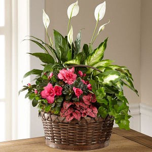 Dream in PInk Dish Garden in Richland, WA | ARLENE'S FLOWERS AND GIFTS Dream in PInk Dish Garden in Richland, WA | ARLENE'S FLOWERS AND GIFTS