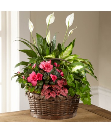 Dream In Pink Dish Garden in Fort Worth, TX | DARLA'S FLORIST