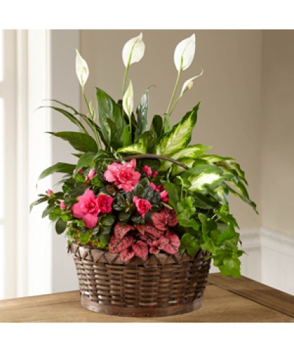 Dream In Pink Dish Garden