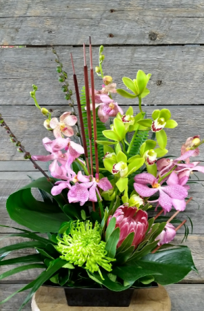 Dreams of the Tropics Container