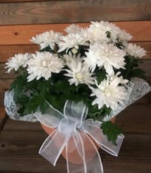 dressed mum plant (colors may vary)