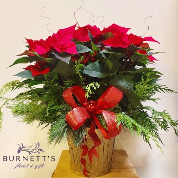 Dressed Poinsettia  Plant in Kelowna, BC | Burnett's Florist